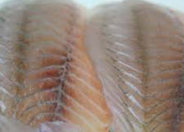 T/S IMPORTED BARRA FILLET 300/500 1X5KG